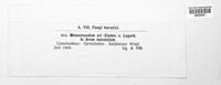 Melanustilospora ari image